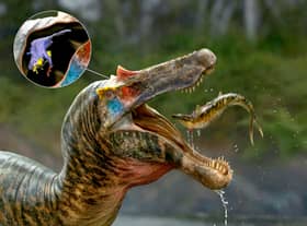 The brains of spinosaurs, the biggest meat-eater to ever exist on our planet, have been unveiled by a group of UK and US scientists.