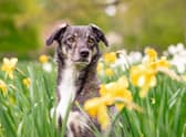 Here’s 10 spring blooms that could be toxic to your pets