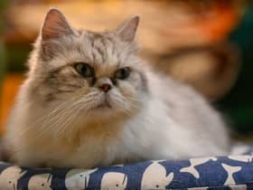 A former minister has revealed the UK government considered culling pet cats in order to slow the spread of Covid-19.