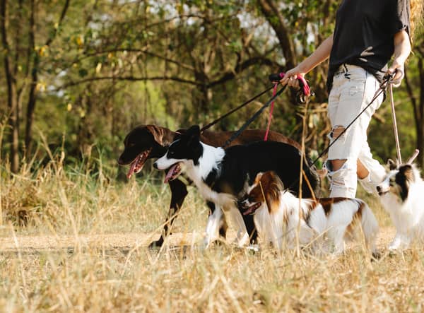 Dog walker gets 3-year ban from dealing with dogs after dog left to die in hot van
