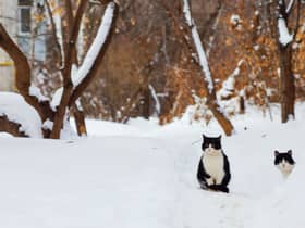 RSPCA has issued advice to pet owners on how to keep animals safe in the cold weather.