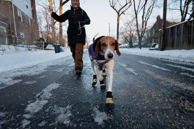 If temperatures dip to -6C and below, all sized dogs are at major risk of hypothermia and frostbite.