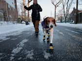 UK weather: Is it too cold to take your dog for a walk - expert advice on when it’s dangerous to exercise dog 