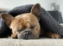 RSPCA issues toxic gift warning ahead of Mother’s Day
