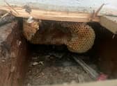 A couple discovered their home had been turned into a giant beehive - after honey started dripping down the walls. 