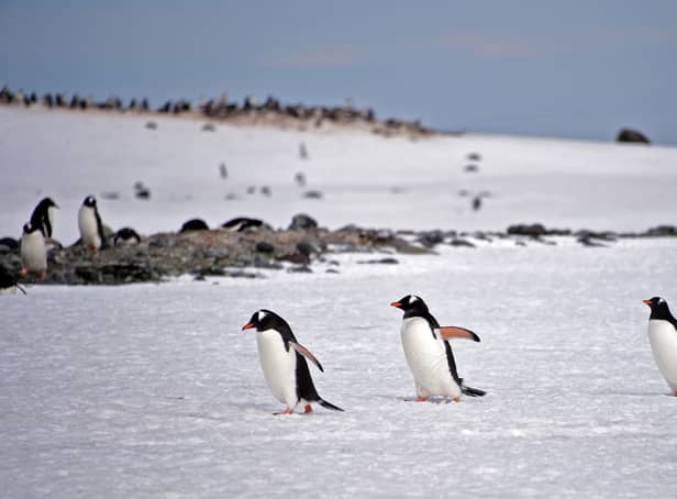 Part of the job is to count the nearby Gentoo penguin colony.