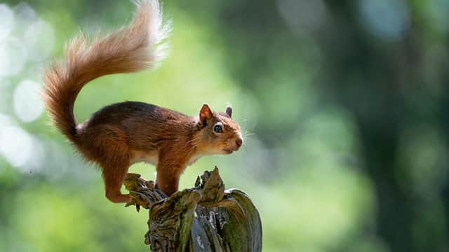 Red squirrels