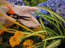 Keep these rules and regulations in mind before heading out into your garden.