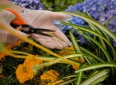 Keep these rules and regulations in mind before heading out into your garden.