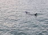 Huge shark spotted off coast of St Ives in Cornwall: Footage captures basking shark ‘longer than some boats’
