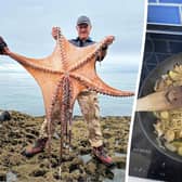 Ziggy Austin with the seven foot octopus at Hopes Nose near Torquay, Devon and the octopus-based stir fry. 