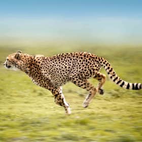 Cheetahs could be returning to India (photo: iStock)
