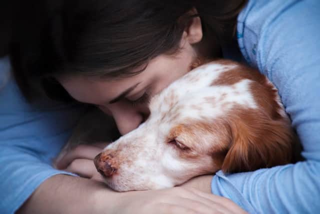 Our pets can be affected by stress and anxiety (photo: Adobe)