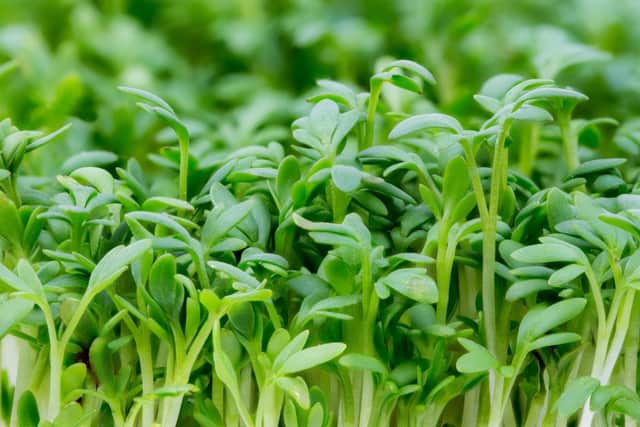 Fast-growing cress seeds can go from planting to harvest in less than a week (photo: adobe)