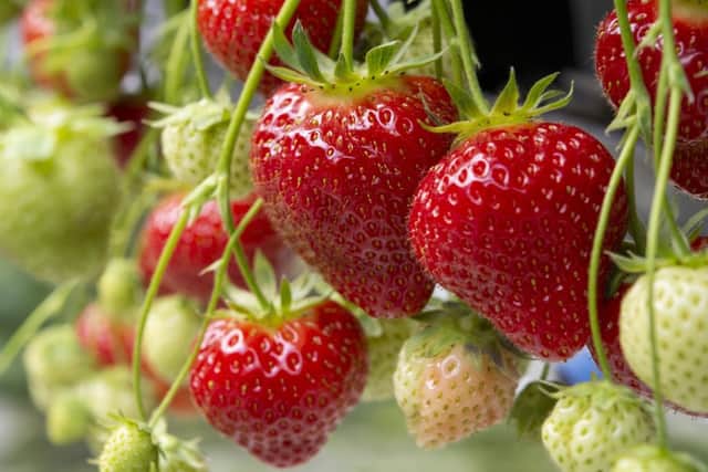 Strawberries are extremely easy to grow (photo: adobe)