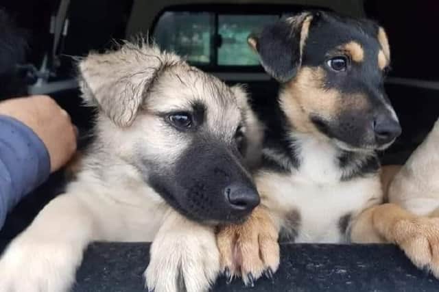 A growing surge in abandoned puppies