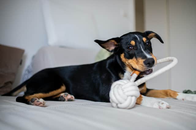 Enrichment toys and games will keep your dog busy (photo: Caspar Camille Rubin on Unsplash)  