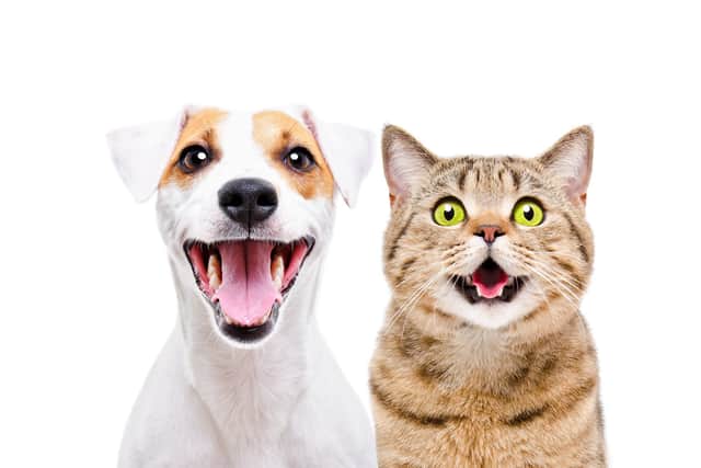 Keeping pets eco-friendly (photo: sonsedskaya - stock.adobe.com)