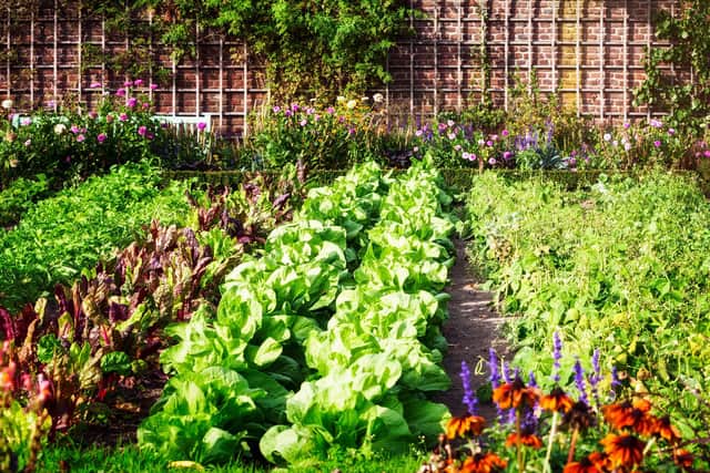 Grow your own for sustainability (photo: adobe.com)