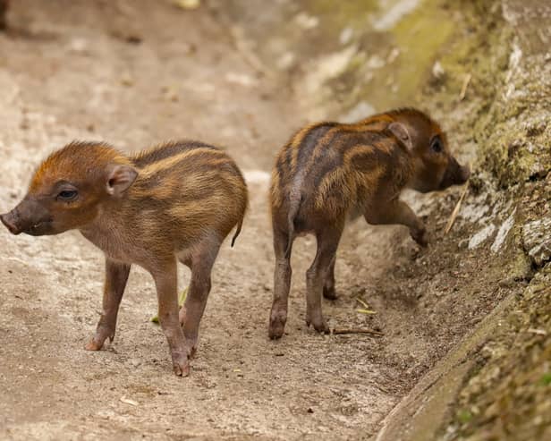 UK zoo celebrates birth of world’s rarest Visayan warty piglets - with pictures 