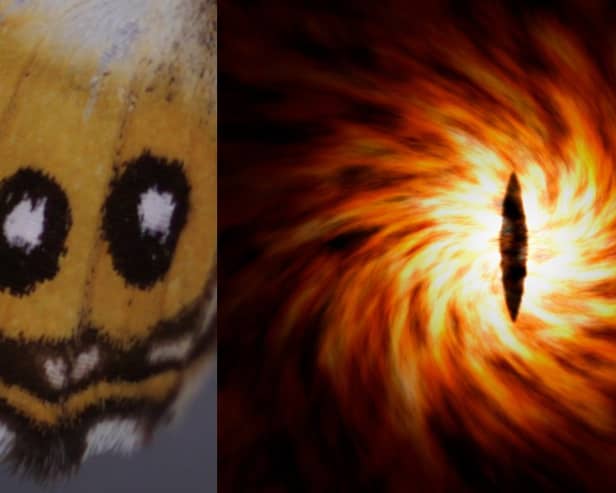 The new butterfly colours look very similar to the Eye of Sauron (Photo: Natural History Museum)