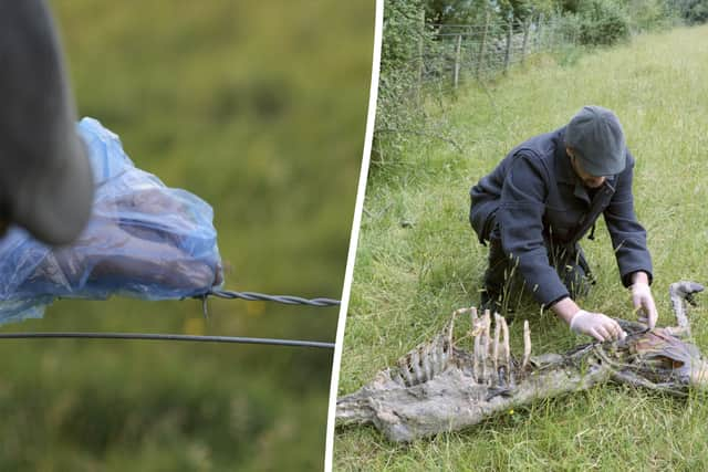 A sample of black hair caught on a barbwire fence on a farm in Gloucestershire where there had been some unusual predatory activity. A forensic laboratory took on the species identification task and used mitochondrial DNA analysis to ascertain a 99% match to a big cat species.