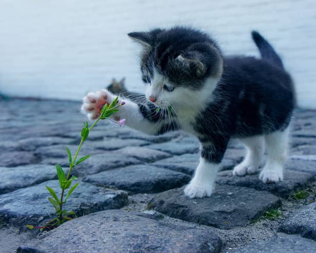 The RSPCA has issued a warning after a number of suspected cat poisonings