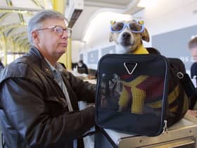 This UK airline offers first-class flights for pampered pets - but for how much? 