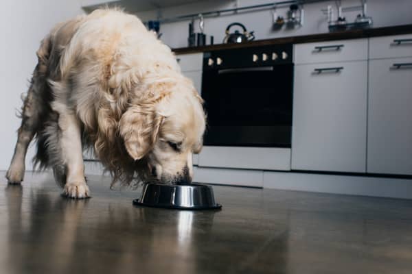 Dog owners are being warned that raw dog foods could be poisonous