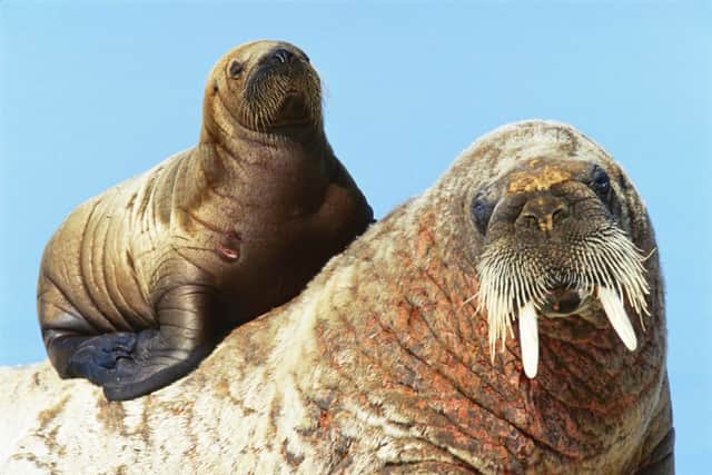 Members of the public asked to help spot walruses (photo: Paul Nickelen, National Geographic)