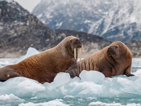 Will you become a walrus detective? (Photo: Shutterstock)