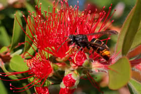 One hornet can eat up to 50 bees in a day (Photo: Shutterstock)