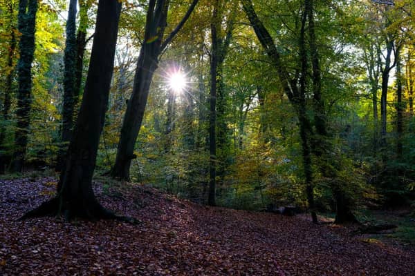 According to the report, only seven per cent of UK native woodland is in good ecological condition (Photo: Richard Heathcote/Getty Images)