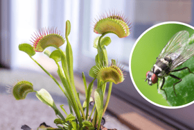 You may have heard of the Venus fly-trap, but there’s a whole host of insect-eating plants you can use to trap bugs