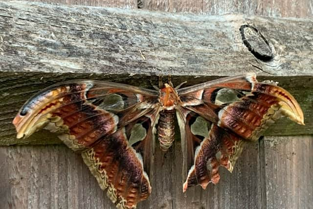 Moth in Sharron Long’s garden.