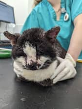 Clint the cat