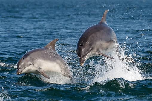 Popular online travel agency Thomas Cook has ended the sale of any holiday destinations with captive cetaceans. 