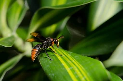 Asian hornets have been spotted in the Dover area in Kent 