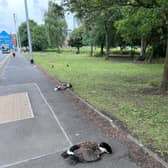 The RSPCA has appealed for dashcam footage after a van reportedly ploughed into a flock of geese