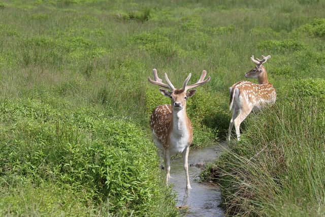 Deer broke into a hospital in Devon