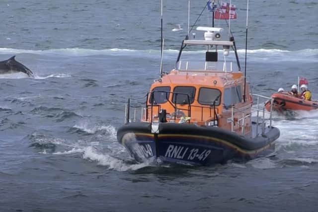 Dolphins swim alongside RNLI lifeboat in Whitby, North Yorkshire. 