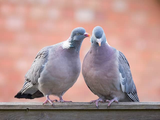 Two pigeons were found dead with swastikas carved on their chests in a riverside town in Cambridgeshire - Credit: Adobe