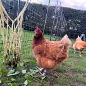 Some of Katriona Shovlin's chickens in Kent, who enjoy life at an all-inclusive chicken hotel - providing a five-star experience complete with disco balls and classical music