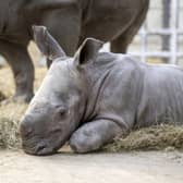 Baby southern white rhino Malaika with 15-year-old mum, Keyah, at West Midlands Safari Park