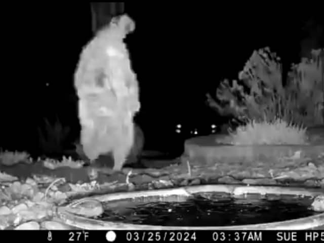 A raccoon completes a handstand in front garden.