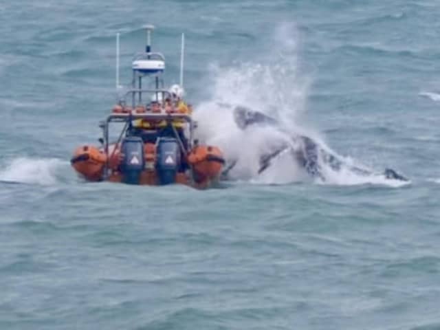 RNLI heroes rescue stranded humpback whale.