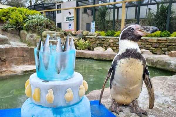 Spneb, Europe's oldest penguin, celebrates her 36th birthday with a fish themed cake at Paradise Park, Cornwall.