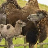 Baby camel Sally trots around her paddock.