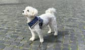 Woman takes her dog on trip around Italy. 