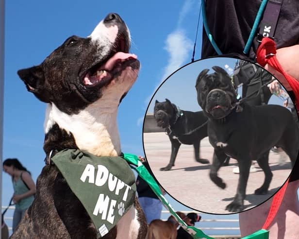 A rescue dog who was badly mistreated after she refused to fight has enjoyed a special outing - on a Cane Corso walk!